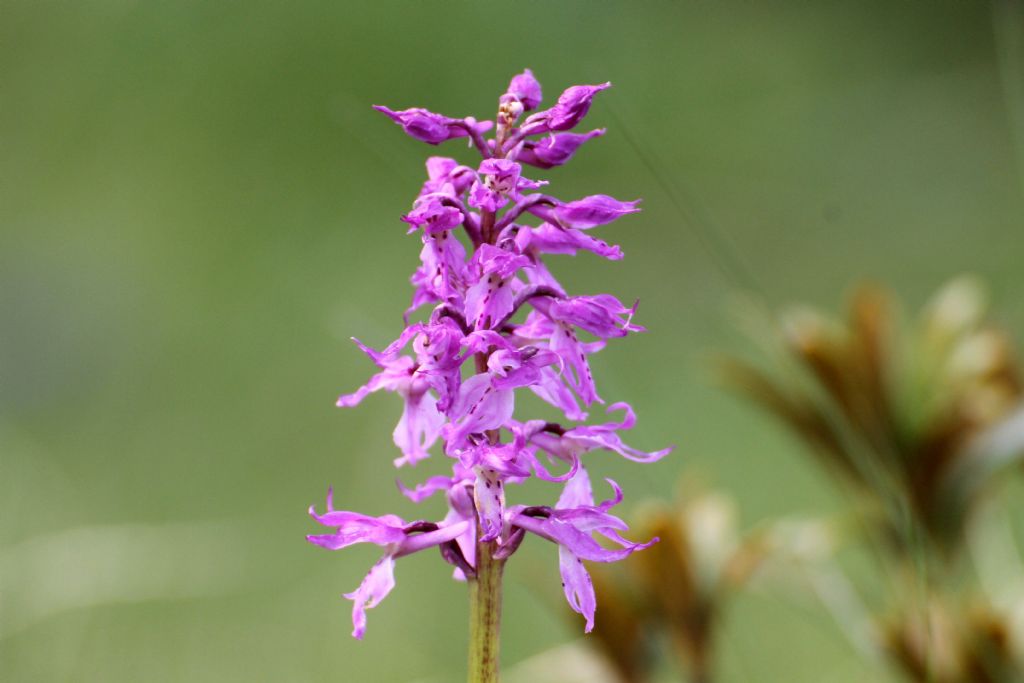 Orchis mascula ssp. speciosa?